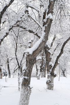 雪景