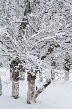 冬雪