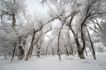 雪景