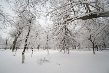 雪景