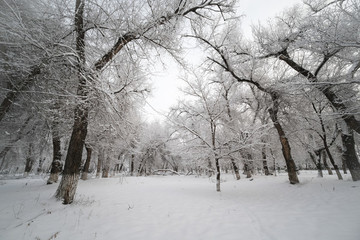冬雪