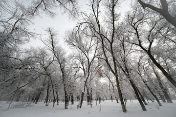 雪景