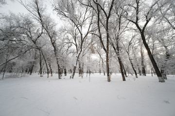 雪景