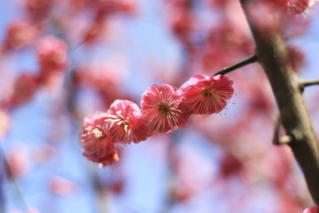 紅梅