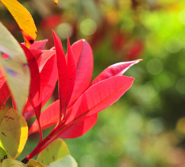 紅樹葉