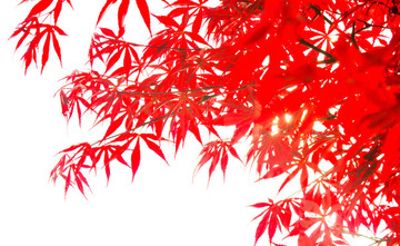 紅楓