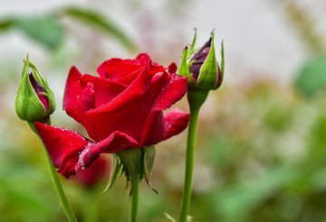 紅色月季花