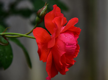 紅色月季花