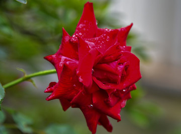 紅色月季花
