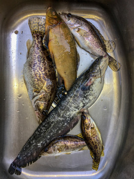 長江野魚