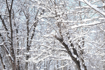 冬雪