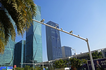 深圳城市風光
