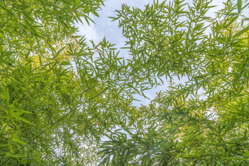 竹葉天空
