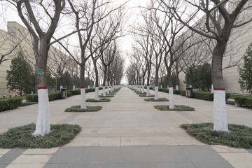 冬天樹(shù)林