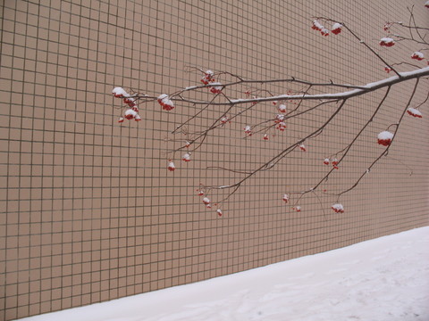 白雪紅果