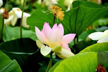 荷花