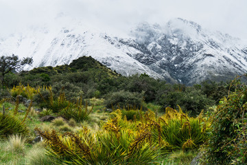 雪山草地