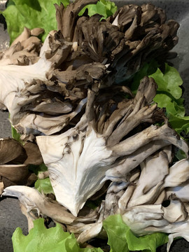 舞茸菌