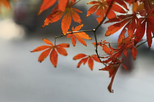 秋天紅葉