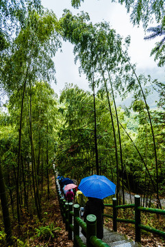 藍(lán)天竹海游人