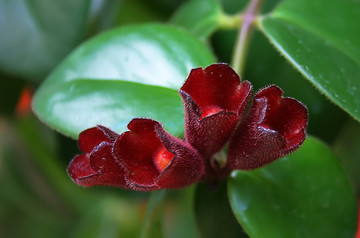 口紅花