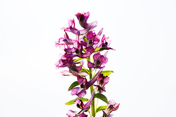 中藥植物延胡索