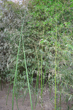 綠竹