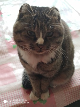 貍貓