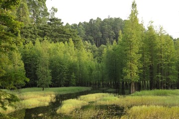 樹木