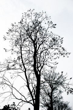 樹(shù)枝