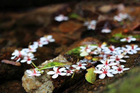 油桐花