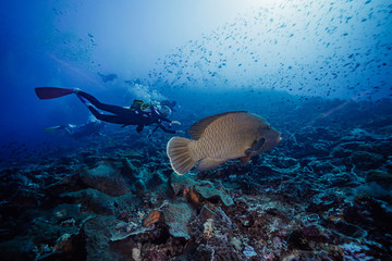 熱帶魚