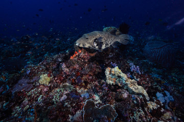 深海魚