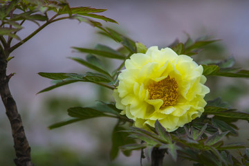 牡丹花