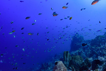海洋魚群
