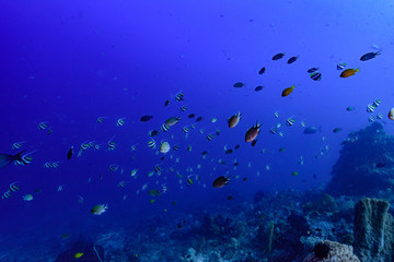 海洋魚群