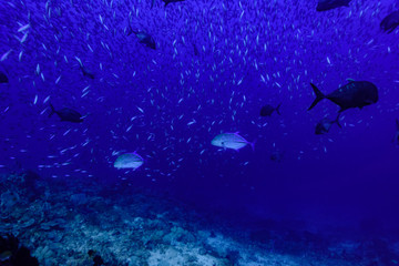 海洋魚群