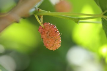 水果
