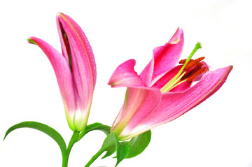 粉色百合花