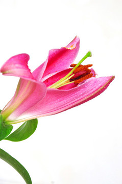 粉色百合花