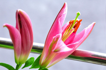 粉色百合花