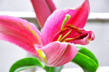 粉色百合花