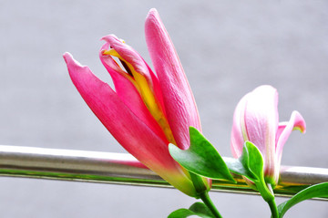 粉色百合花