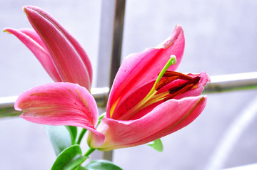 粉色百合花