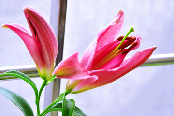 粉色百合花