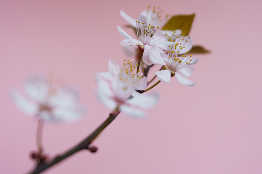 櫻花