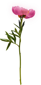 芍藥