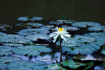 池塘荷花