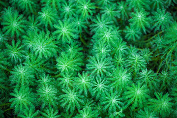 綠色水草特寫
