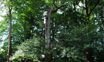 古樹(shù)林